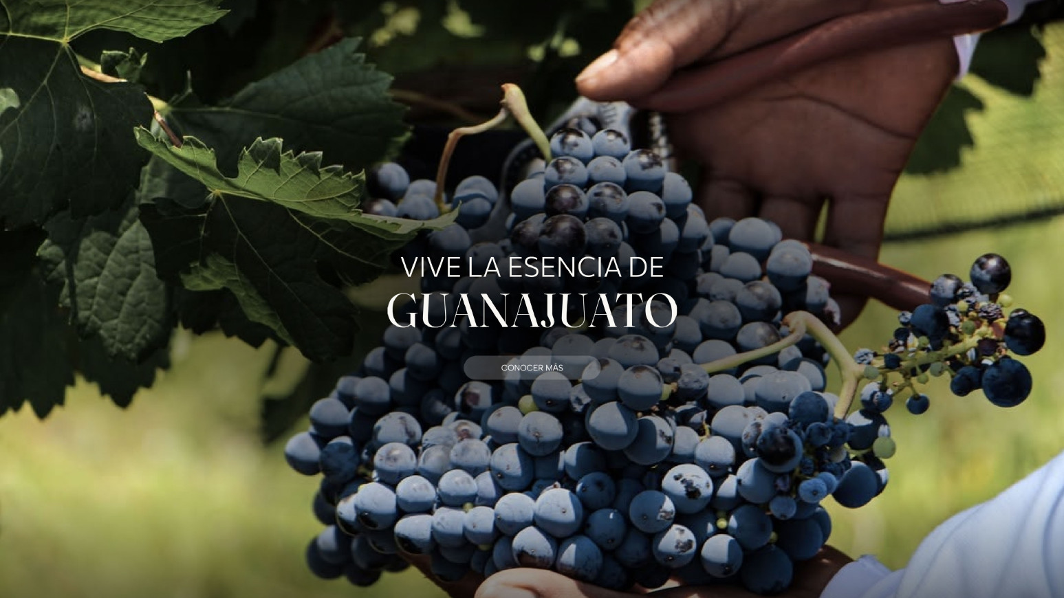 Ruta del vino