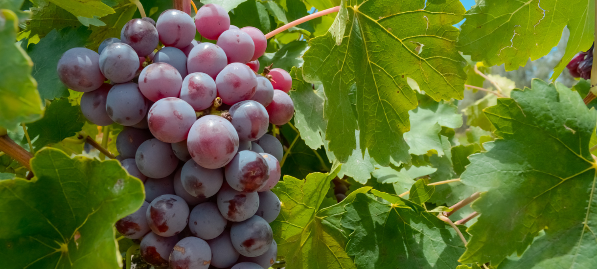 Ruta del Vino