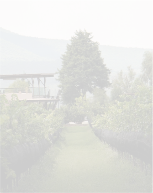 Ruta del Vino