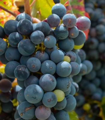 Ruta del Vino