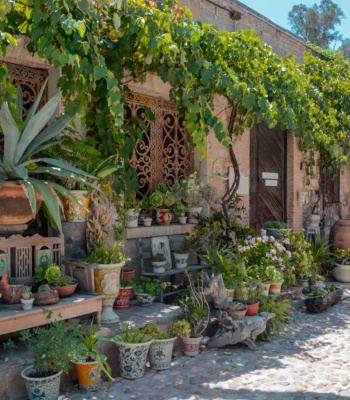 Ruta del Vino