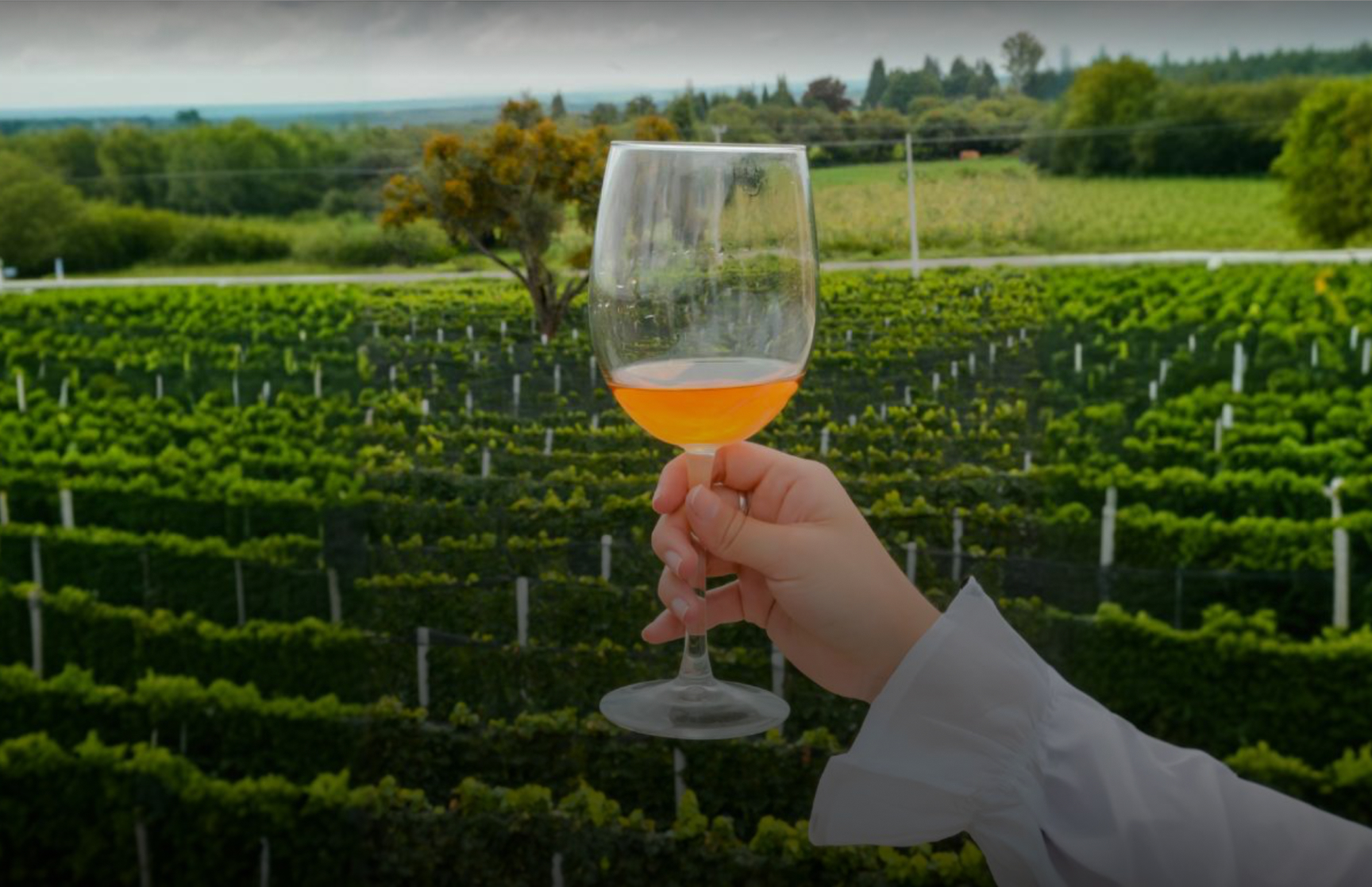 Ruta del vino