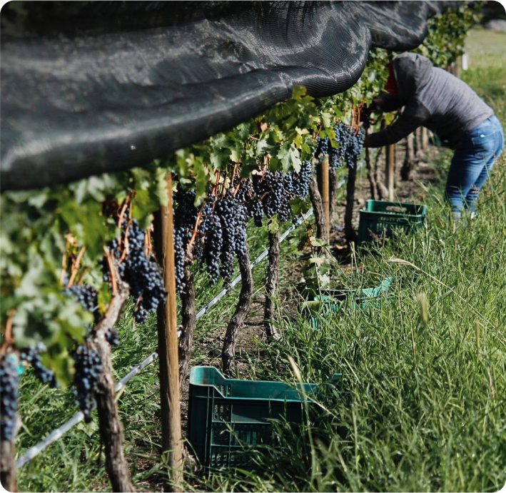 Ruta del Vino