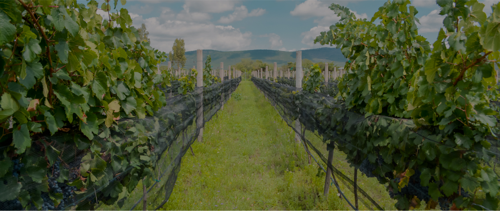 Ruta del vino