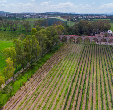 Ruta del Vino