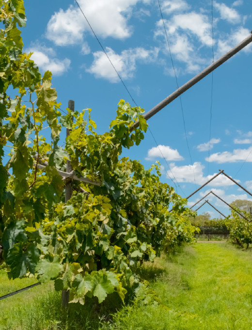 Ruta del Vino