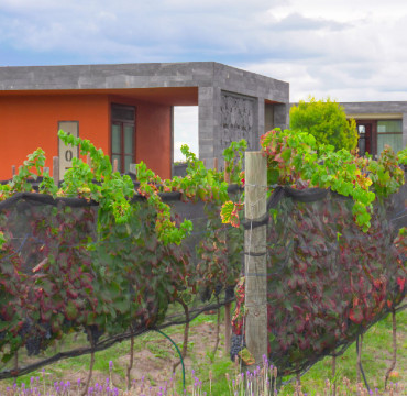 Ruta del Vino