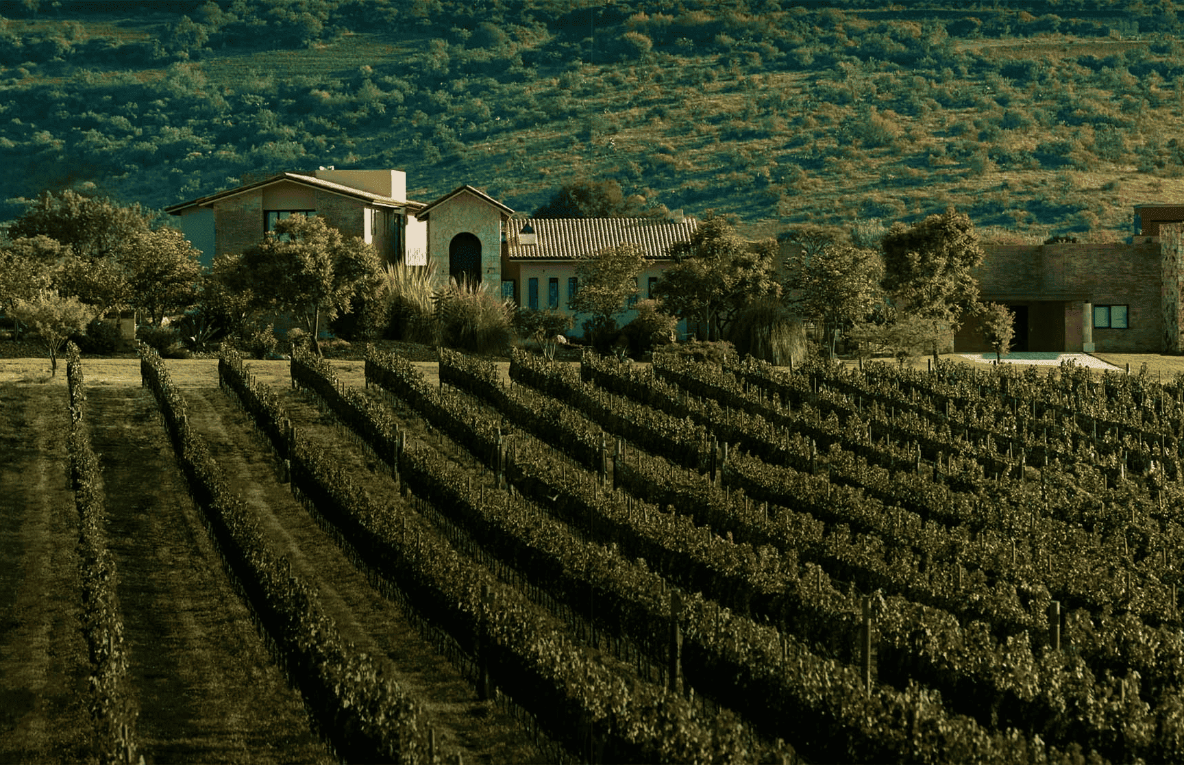 Ruta del vino