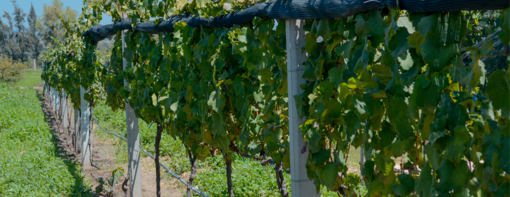 Ruta del vino