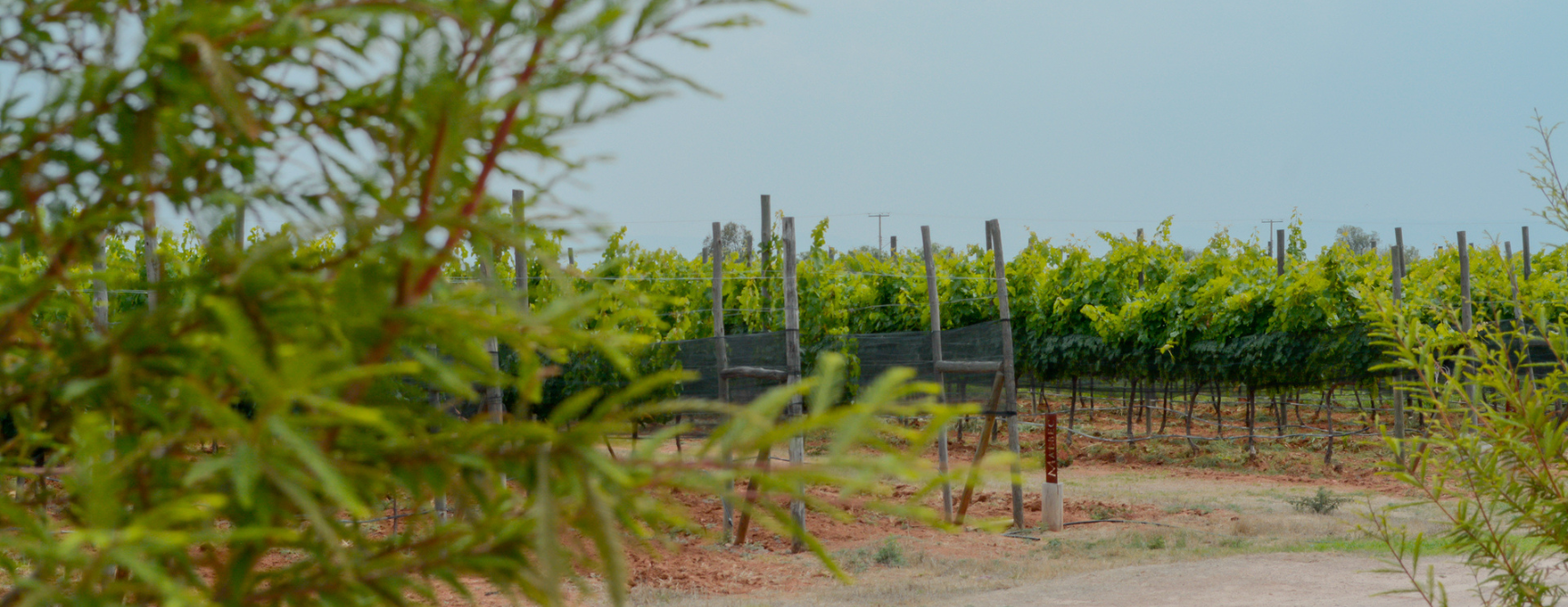 Ruta del vino
