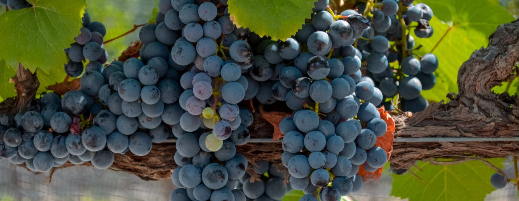 Ruta del vino