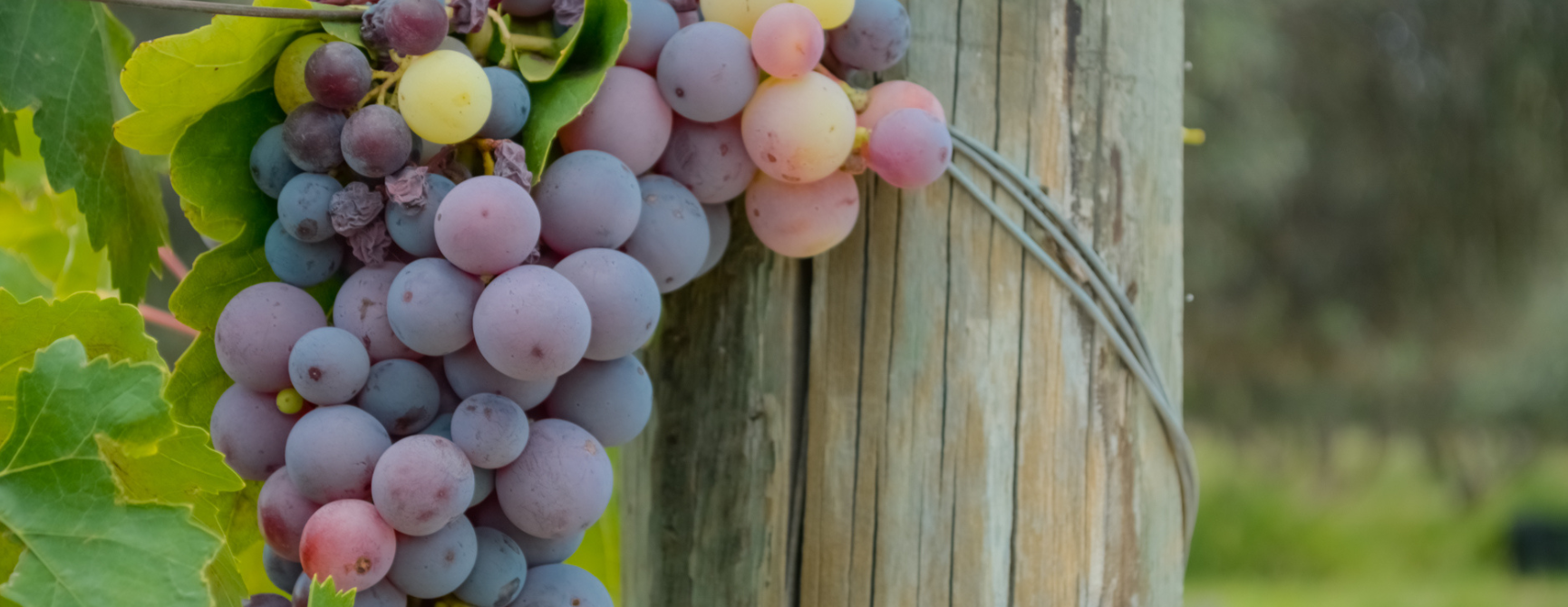 Ruta del vino