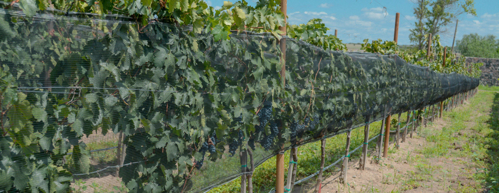 Ruta del vino