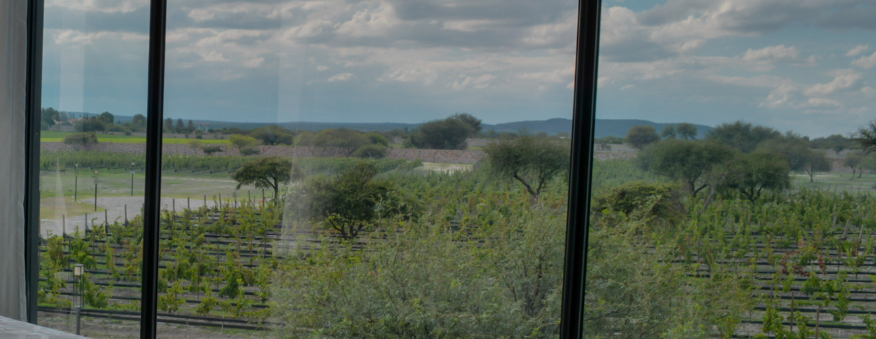 Ruta del vino