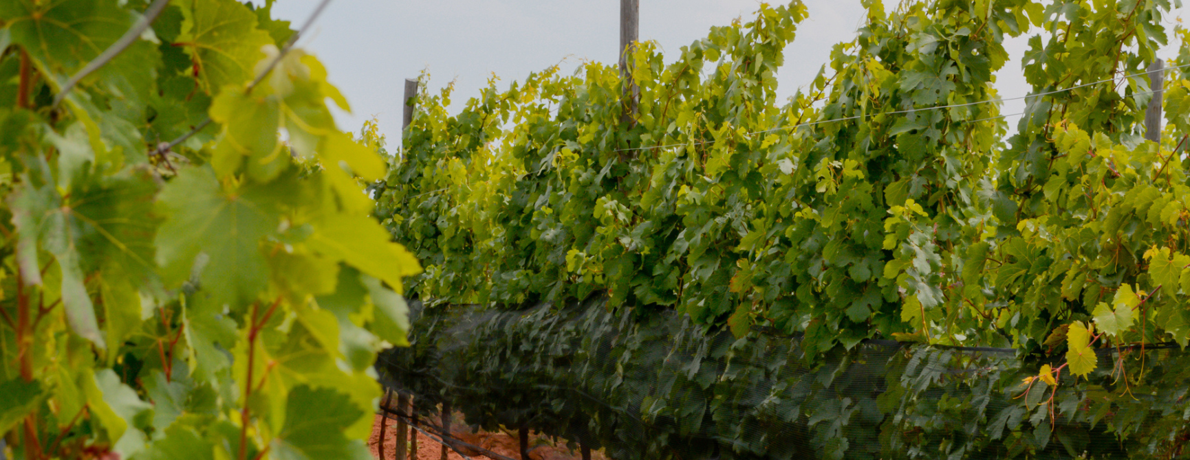 Ruta del vino