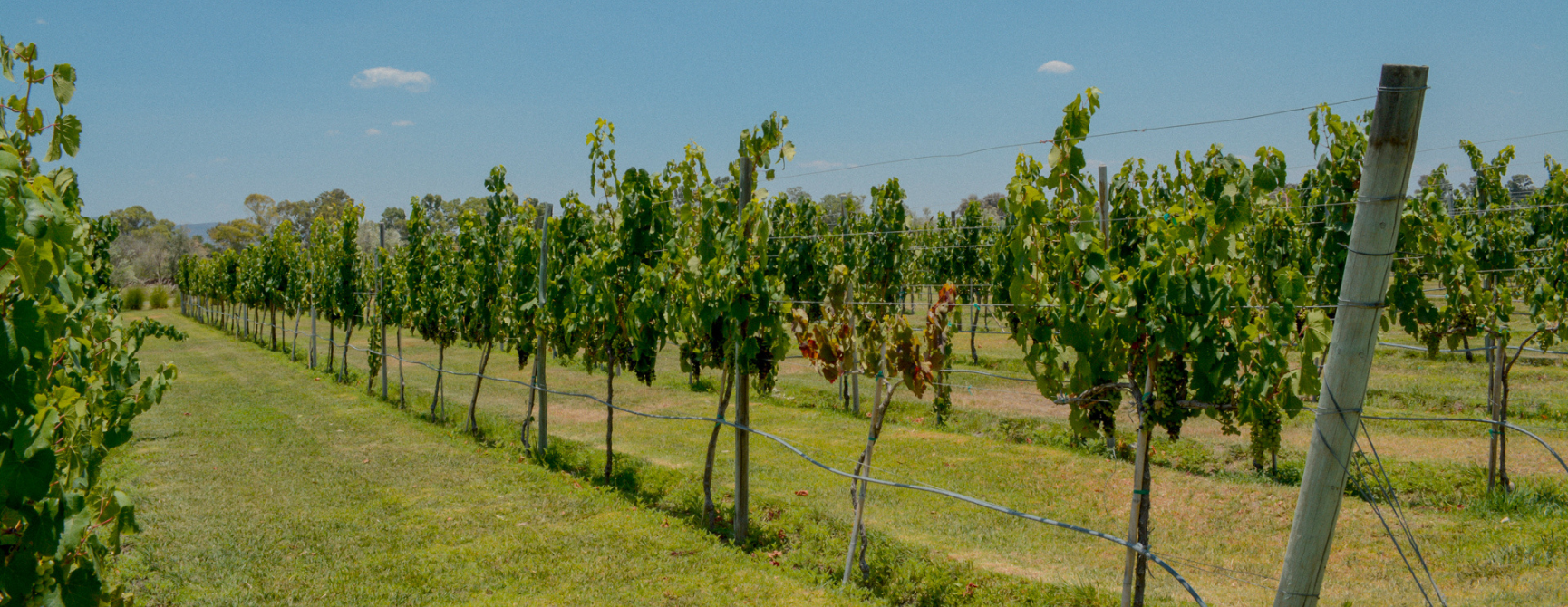 Ruta del vino