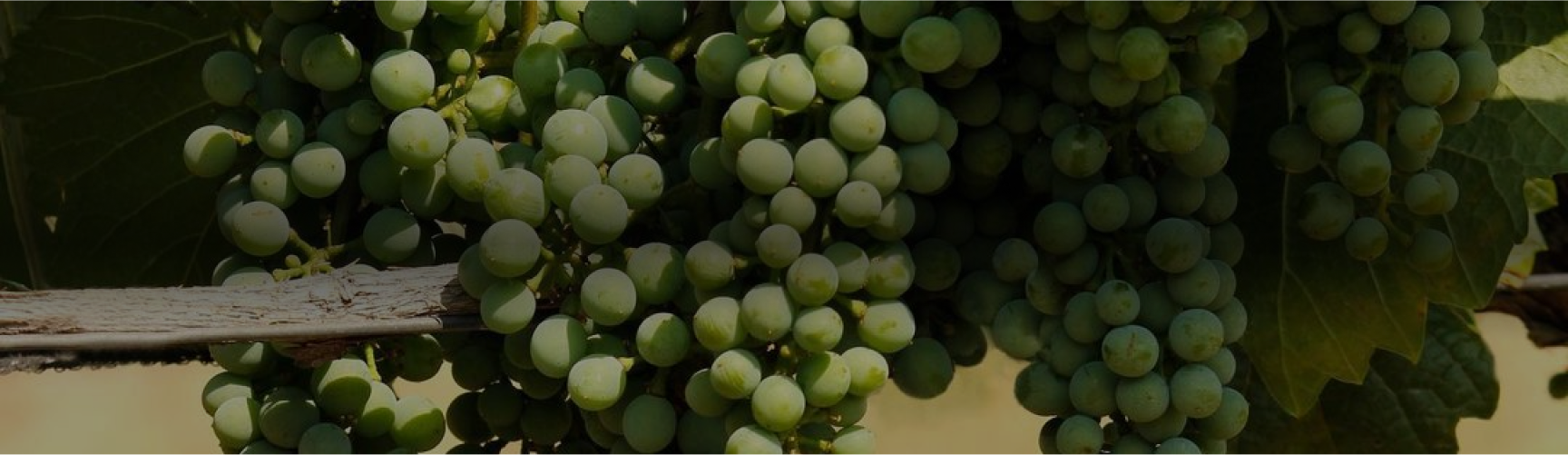 Ruta del vino