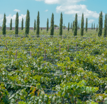 Ruta del Vino