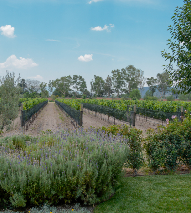 ruta del vino