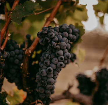Ruta del Vino