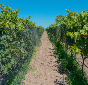 Ruta del Vino