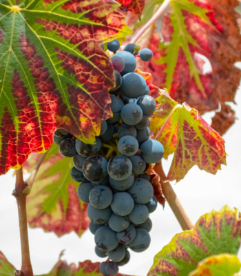 Ruta del Vino